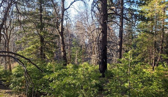 Heaps Peak Arboretum