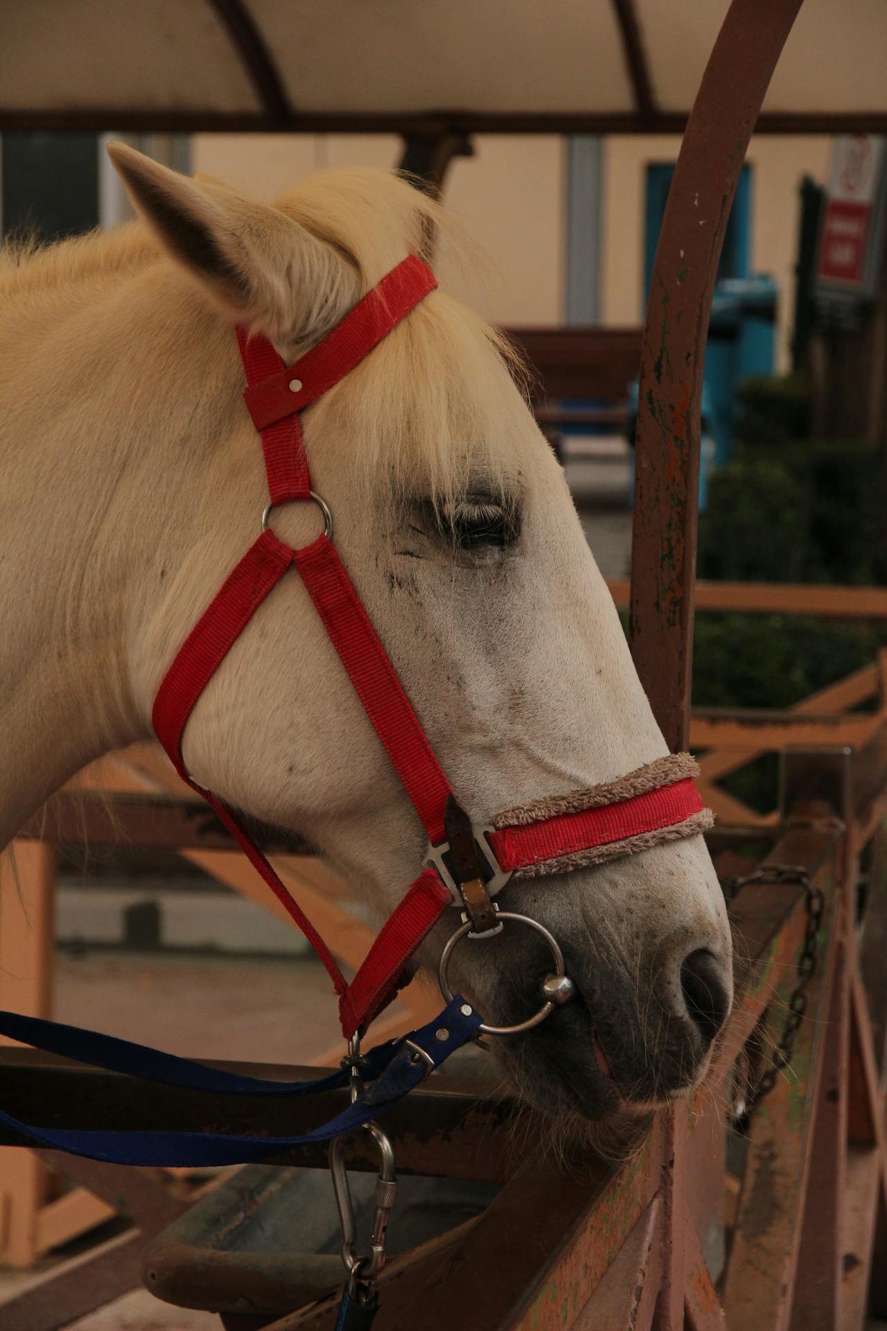 Smoke Tree Stables