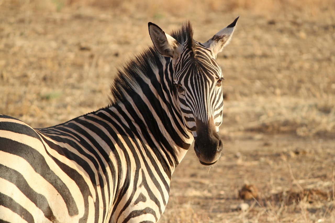 The Living Desert Zoo & Gardens